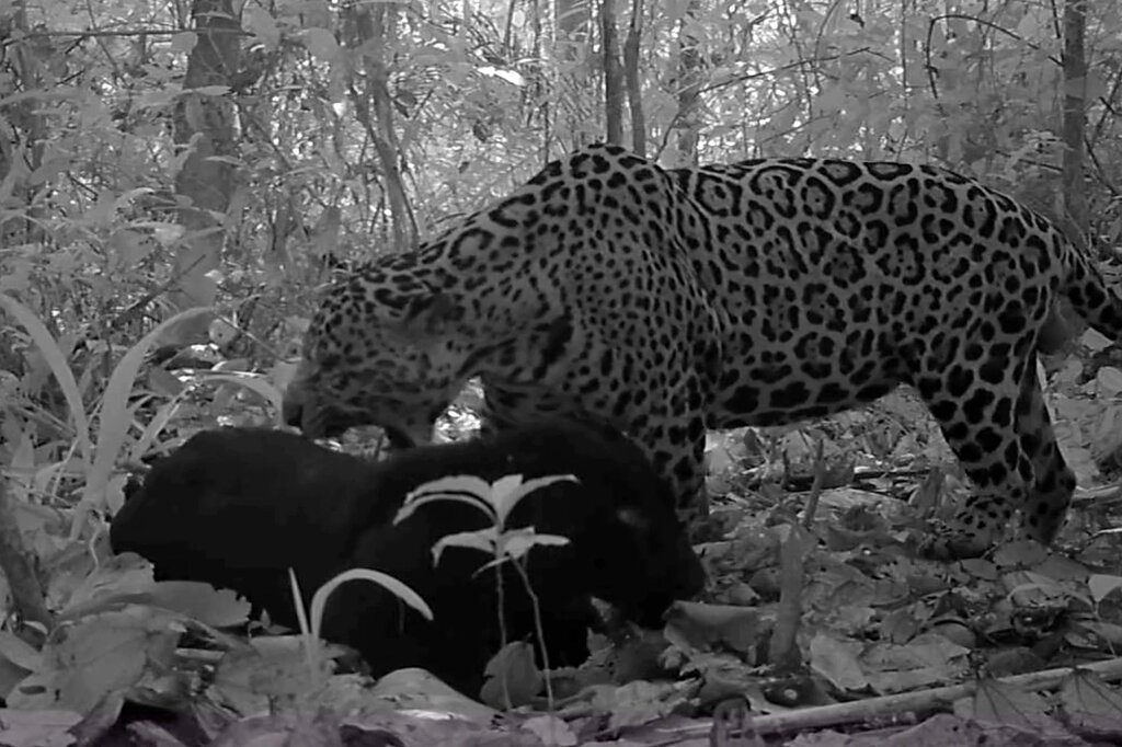 Une vidéo dévoile l’intimité d’une panthère noire dans son milieu naturel