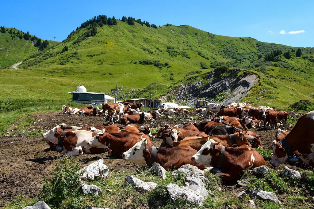 Un octogénaire succombe tragiquement après avoir été piétiné par des vaches en Autriche Un octogénaire succombe tragiquement après avoir été piétiné par des vaches en Autriche