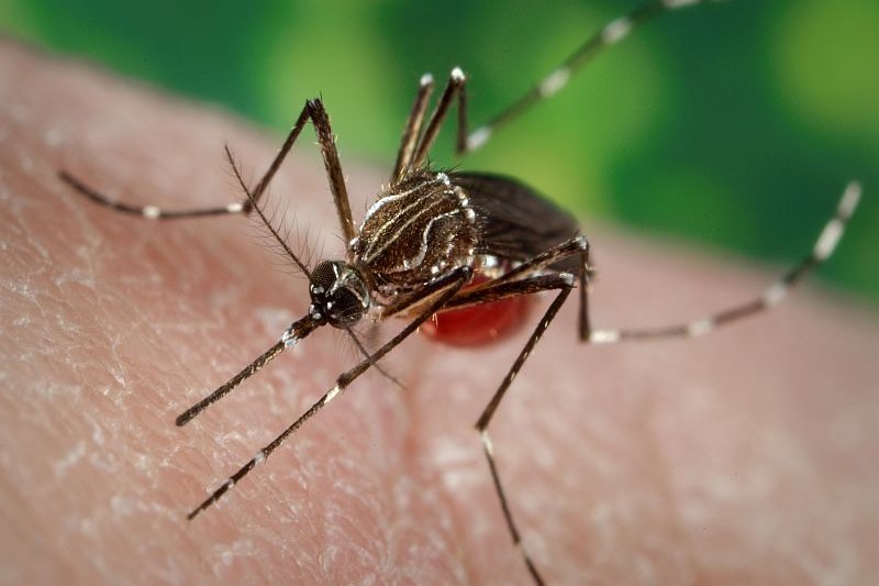 New York confirme un premier cas de chikungunya contracté localement