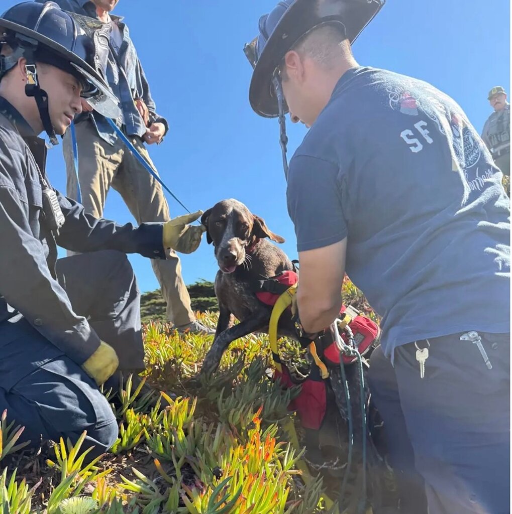 Un chien survit à une chute de 12 mètres en atterrissant sur une surface non rocheuse Un chien survit à une chute de 12 mètres en atterrissant sur une surface non rocheuse