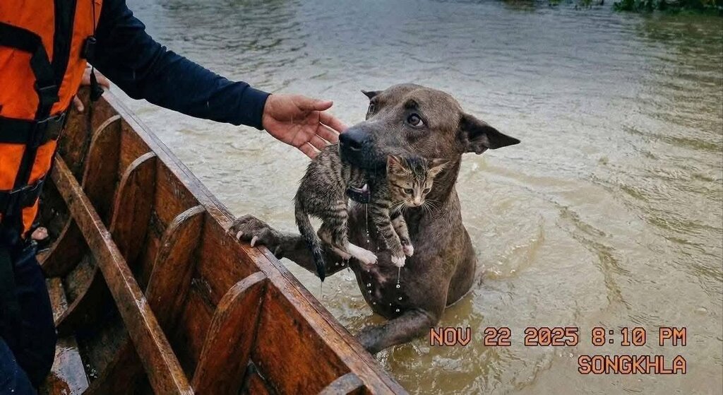 Une intelligence artificielle a généré des images d’un chien sauvant un chat des inondations