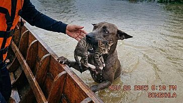 Une intelligence artificielle a généré des images d’un chien sauvant un chat des inondations