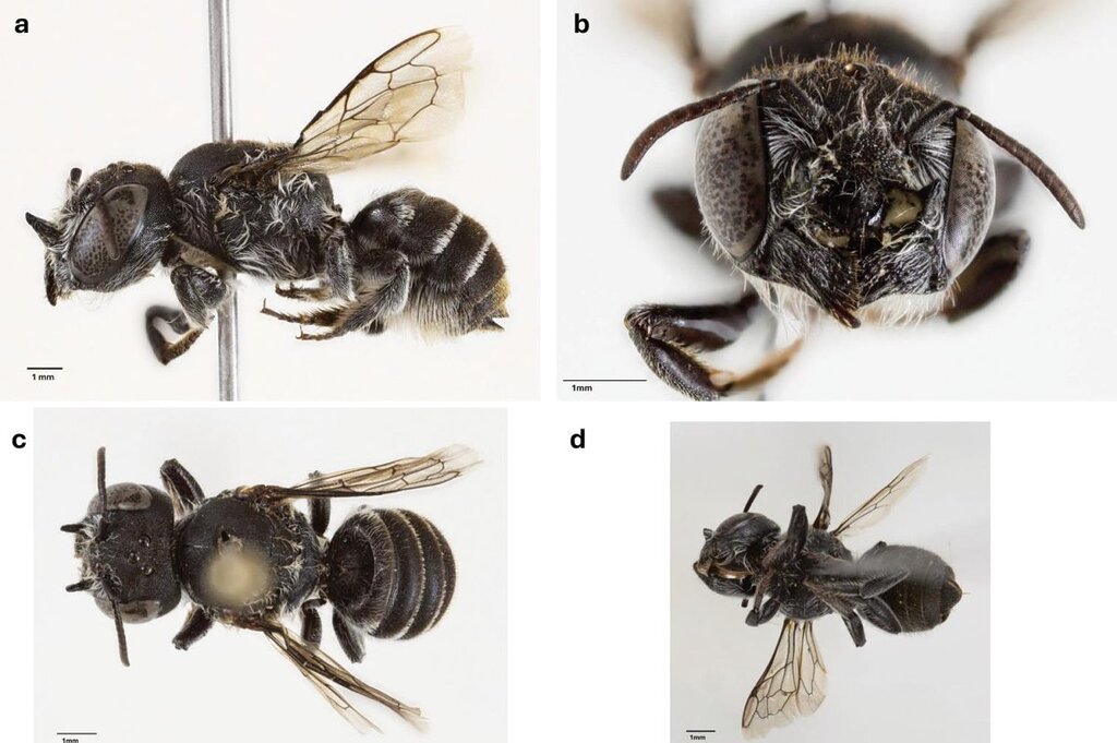 Une nouvelle espèce de Lucifer Bee découverte en Australie Une nouvelle espèce de Lucifer Bee découverte en Australie