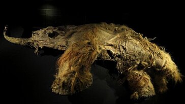 Des scientifiques extraient de l’ARN viable des restes de mammouths laineux