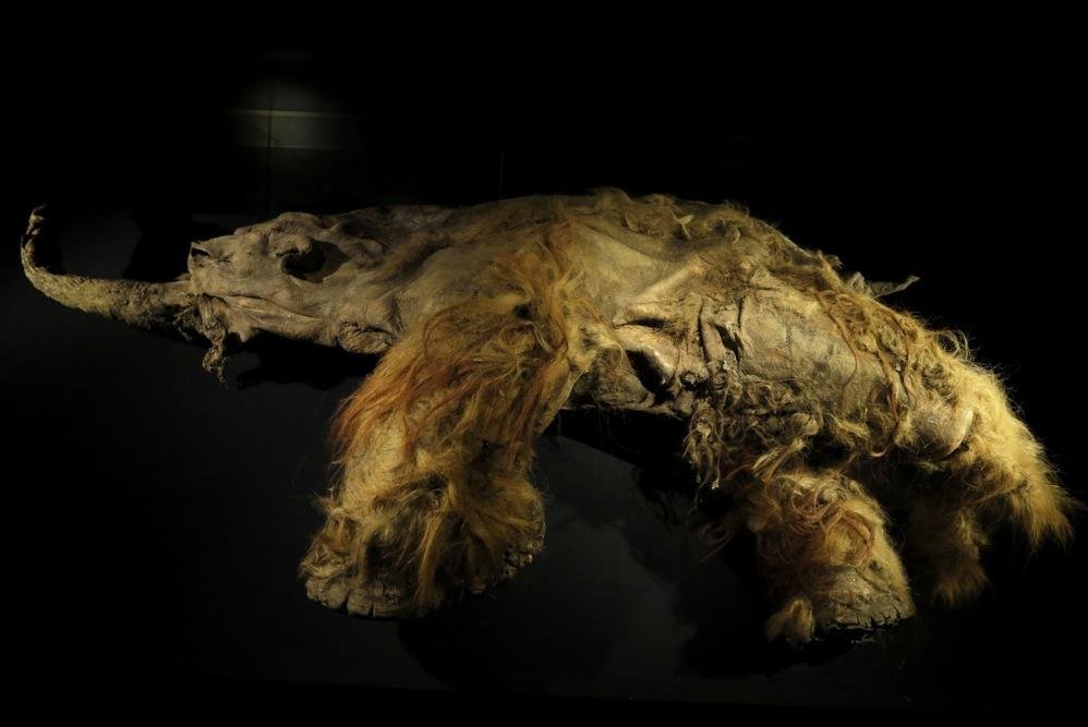 Des scientifiques extraient de l’ARN viable des restes de mammouths laineux Des scientifiques extraient de l’ARN viable des restes de mammouths laineux