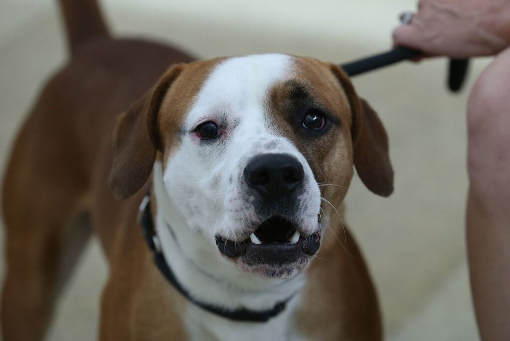Une étude montre que le CBD réduit l’agressivité des chiens avec une utilisation prolongée