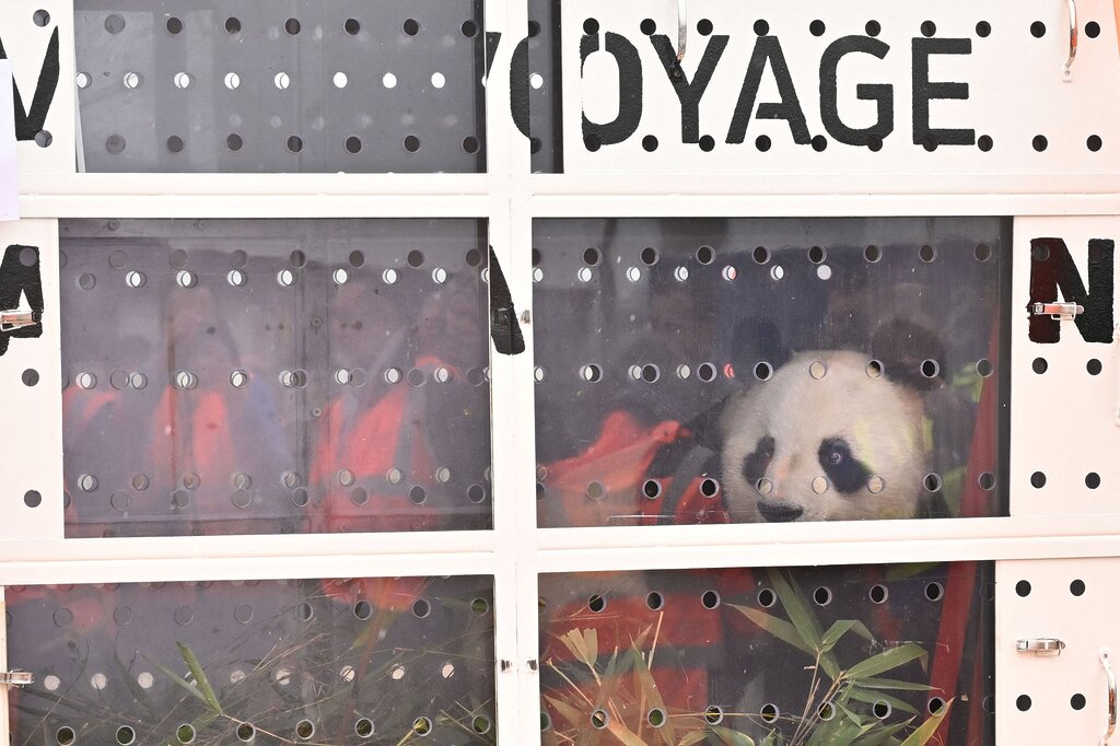 Le Zoo de Beauval dit au revoir à ses célèbres pandas