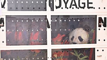 Le Zoo de Beauval dit au revoir à ses célèbres pandas