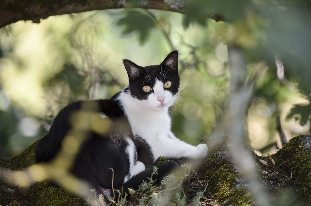 Les chats préfèrent-ils leur maître à leur maîtresse ? Une enquête éclaire ce mystère