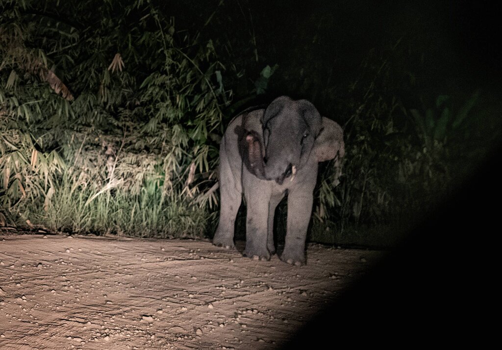 Un éléphant sauvage attaque un homme et revient l’achever quelques minutes plus tard Un éléphant sauvage attaque un homme et revient l’achever quelques minutes plus tard