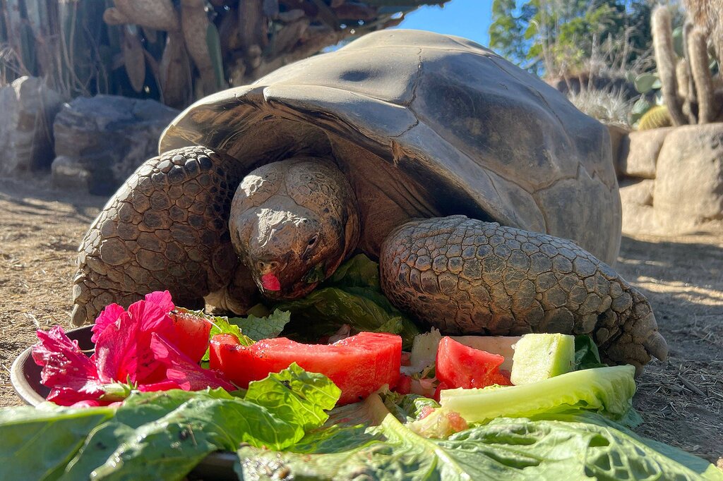 La tortue Gramma est morte à l’âge de 141 ans