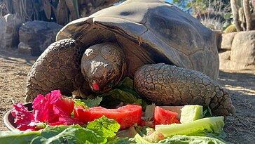 La tortue Gramma est morte à l’âge de 141 ans